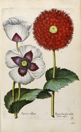 Poppies from 