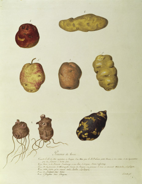 Potato, Règne Végétal / Gouache from 
