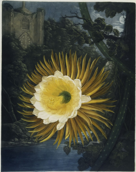 Queen of the Night / Aquatint 1800 from 