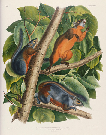 Red-Bellied Squirrel (Sciurus Feruginventris), From ''The Birds Of America'' By John James Audubon ( from 