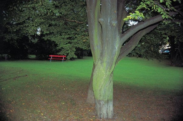 Red bench and tree bark (photo)  from 