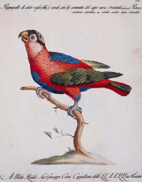 Red-blue and green parrot blue with black crown on its head, oriental (Psittacus coccineo, coeruleus from 