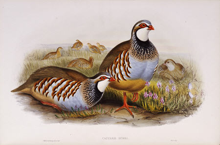 Red Legged Partridges (Caccabis Rubra) from 