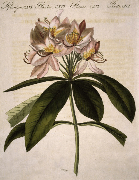 Rhododendron / aus Bertuch 1809 from 