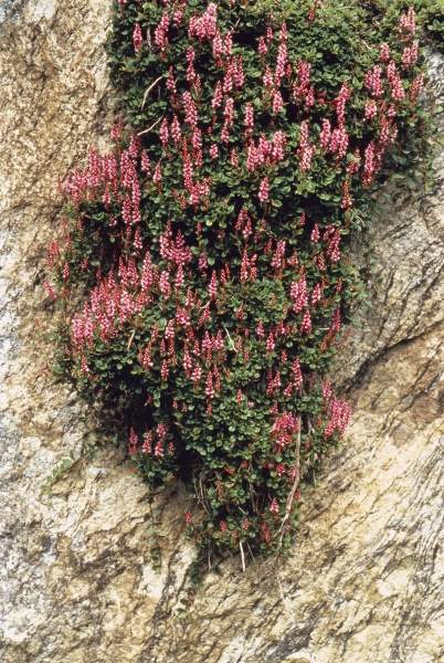 Rose Carpet Knotweed (Bistorta vaccinifolia Polygonum vaccinifolium) (photo)  from 