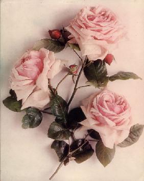 Roses / Photo c.1910