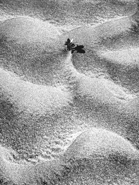 Sand pattern (b/w photo)  from 