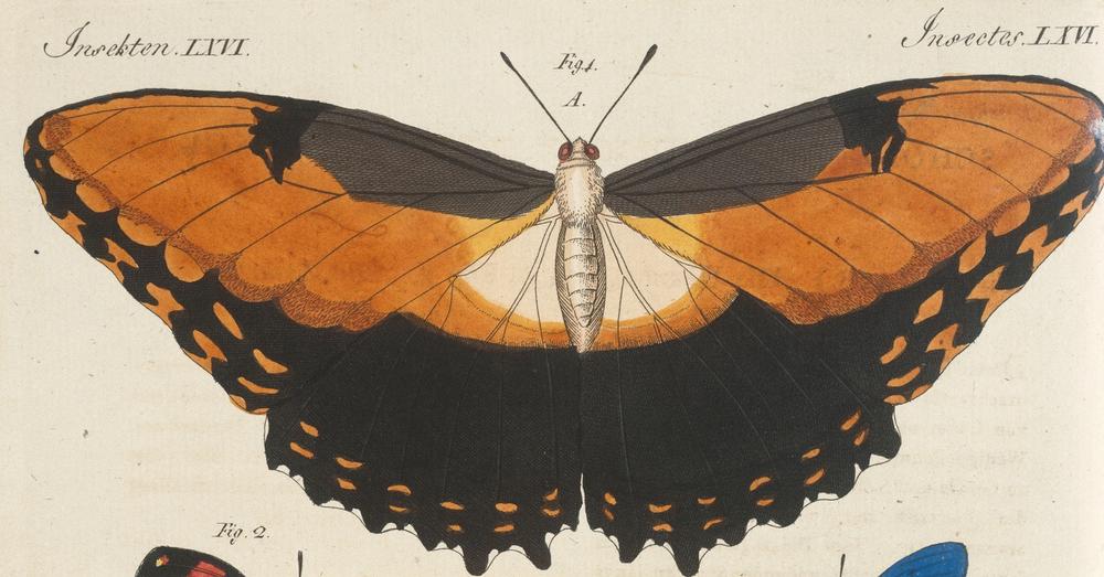 “Schöne ausländische Schmetterlinge. Die Hekuba (Papilio Hecuba) ". from 