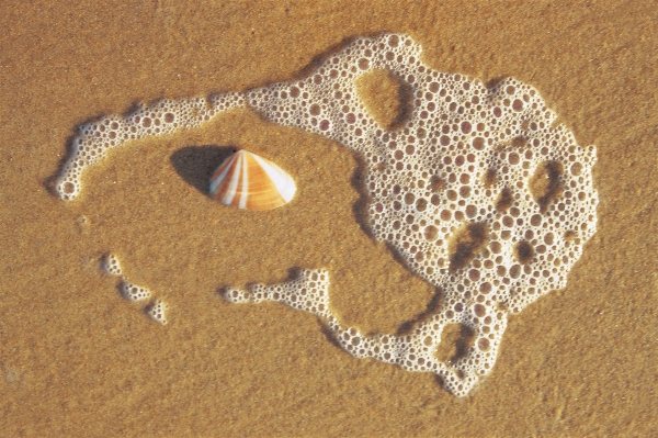 Sea foam and shell on sand near Vishakapatnam (photo)  from 