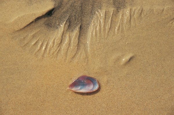 Seashell and sand pattern (photo)  from 