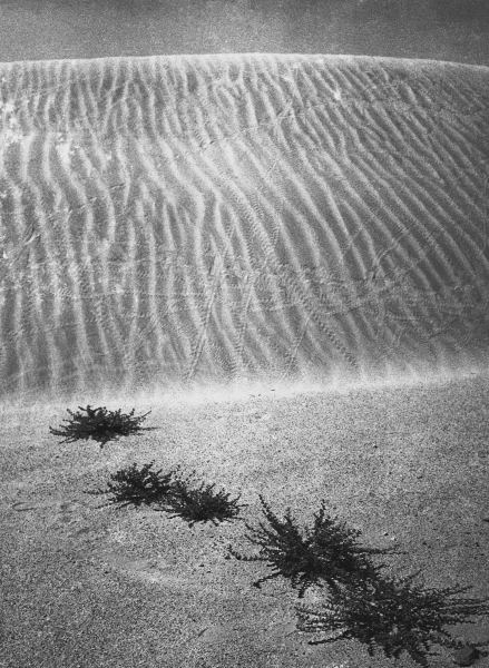 Shows desert plants (b/w photo)  from 