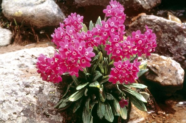 Smith''s Primrose (Primula atrodentata) (photo)  from 