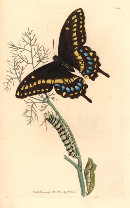 Spicebush swallowtail, Papilio troilus.  from 