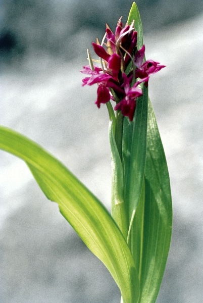 Spotted Heath Orchid (Dactylorrhiza hatagirea Orchis lalifolia) (photo)  from 
