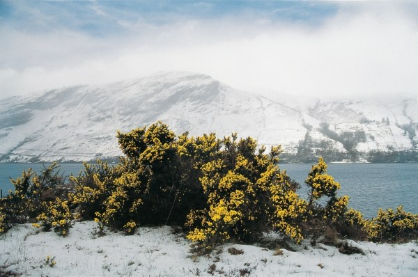 Spring snow on gorse (photo)  from 