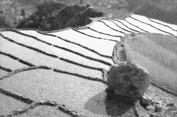Step fields of rice, Eastern Nepal (b/w photo)  from 