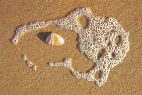 Sea foam and shell on sand near Vishakapatnam (photo) 