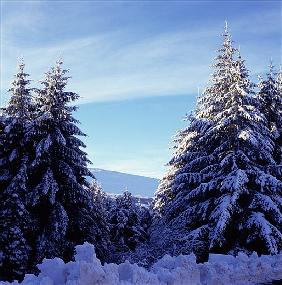 Snow-Covered Fir Trees on the Wicklow Mountains