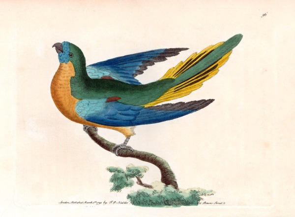 Turquoise parrot, Neophema pulchella from 