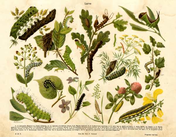 Table illustrating some insect larvae from 