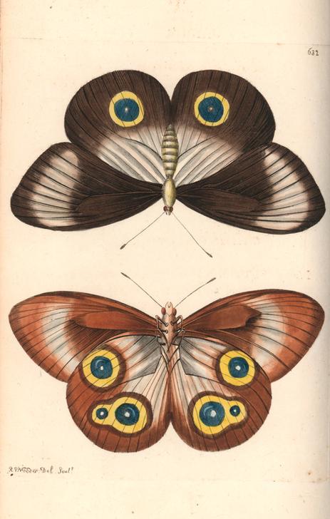 Taenaris urania butterfly from 