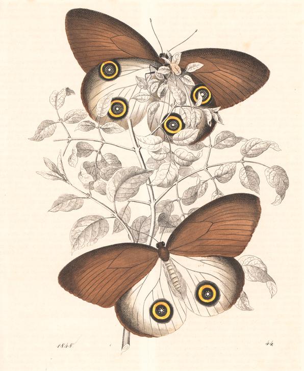 Taenaris urania butterfly (previously Papilio jairus) from 