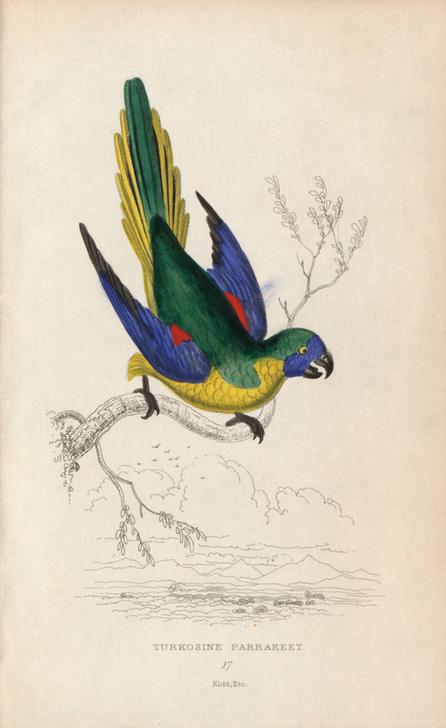 Turquoise parrot, Neophema pulchella. Turkosine parrakeet from 