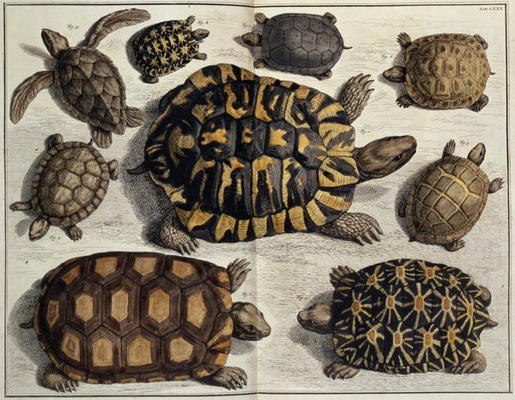 Turtles: from Albert Seba's Locupletissimi Rerum Naturalium, c.1750 (hand coloured engraving) from 