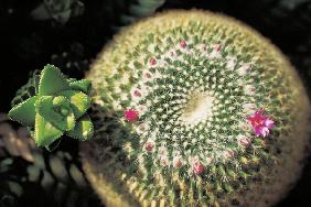 Unusual cactus formation with red flower (photo) 