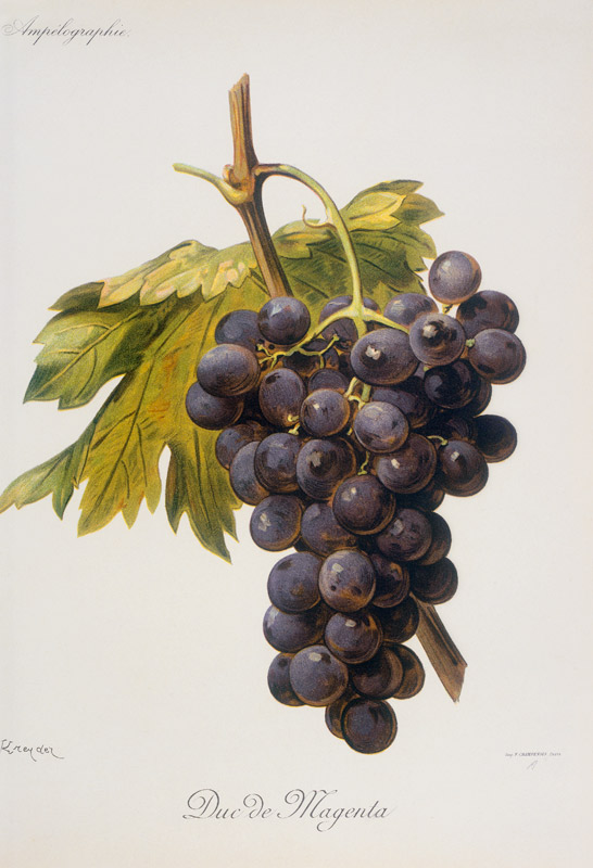 Vine, grape: Duc de Magenta from 