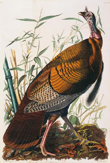 Wild Turkey, Male (Meleagris Gallopavo) From ''The Birds Of America'' By John James Audubon (1785-18