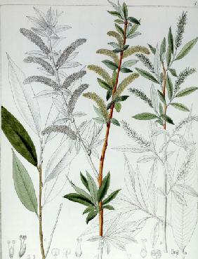 Weide / Salix alba / F. Guimpel