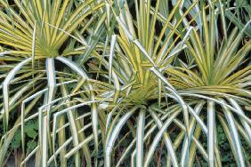 Wild tropical striated grass Botanical gardens, Singapore (photo) 