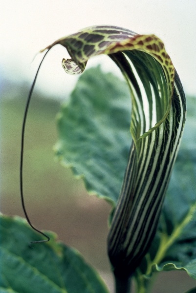 Wallich''s Snake Lily (Arisaema propinguum Schott) (photo)  from 