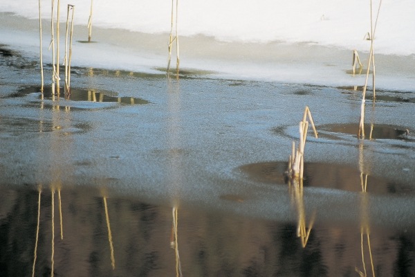 Water frozen at night and reeds, St Moritz (photo)  from 
