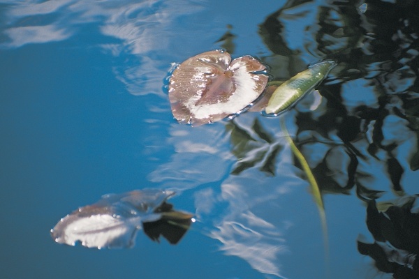 Water lily leaves and reflection of clouds in unknown lake (photo)  from 