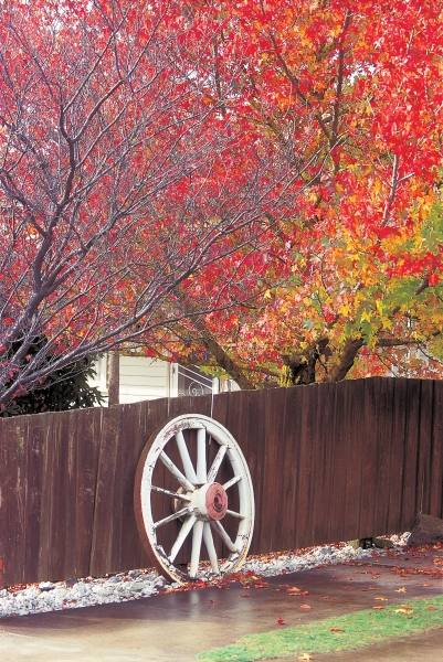 Wheel at wooden wall trees in autumn season (photo)  from 
