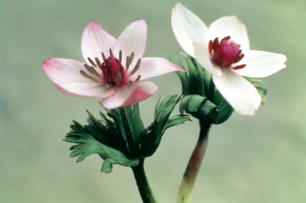 Wood Anemone (Anemone biflora) (photo)  from 