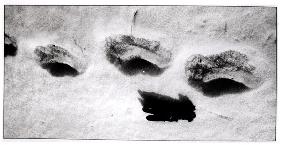 Yeti footprints in the snow (b/w photo) 
