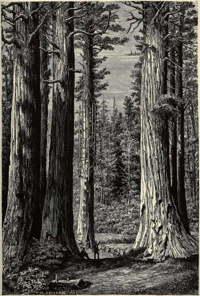 Yosemite National Park, Redwood trees from 
