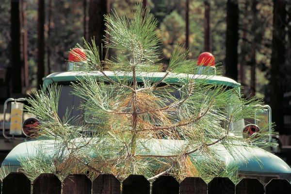 Young pine tree and parked behind game-warden''s four-wheeler with two red blinking lights (photo)  from 