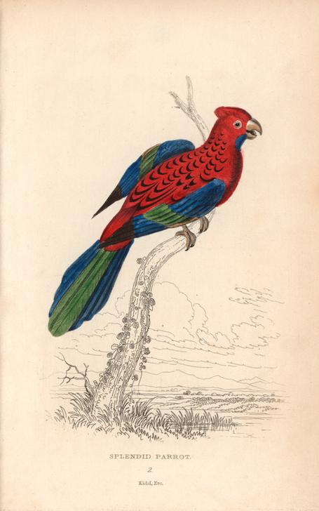 Zoology, Birds. from 