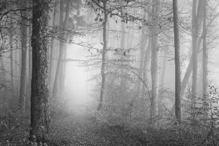Die Stille des Waldes