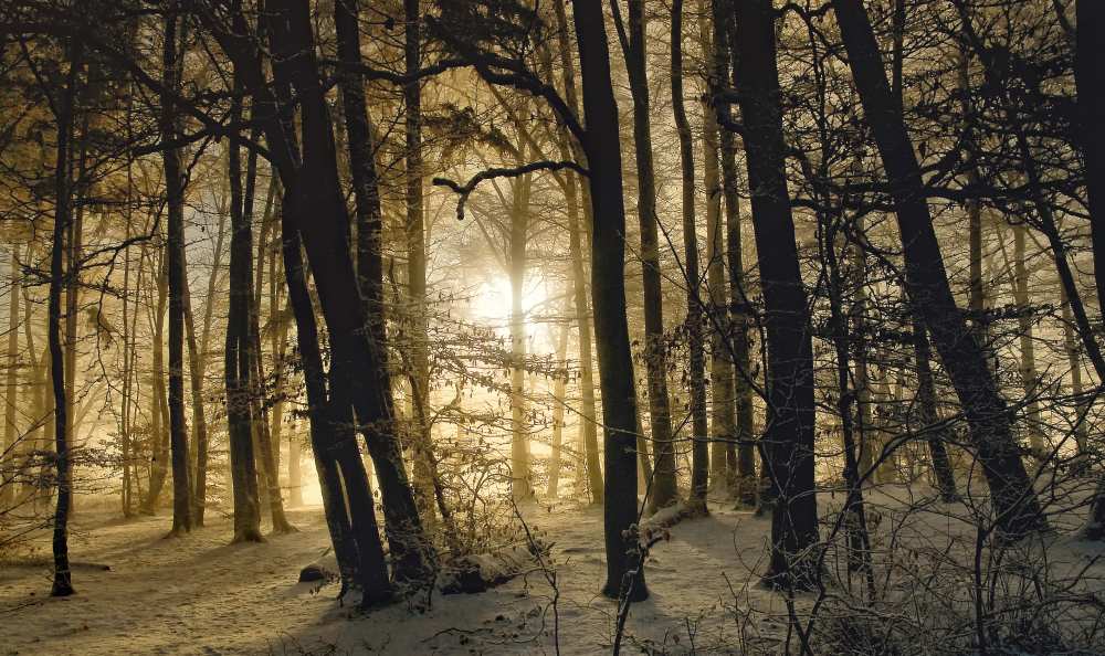 winter morning from Norbert Maier