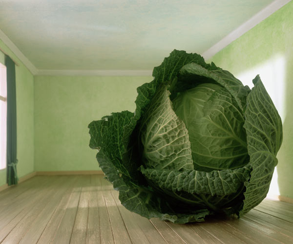 Cabbage (after Magritte) 1995 (colour photo)  from Norman  Hollands