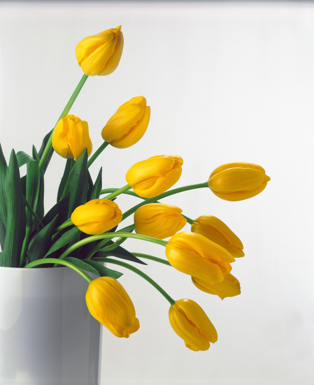 Yellow Tulips II, 1999 (colour photo)  from Norman  Hollands
