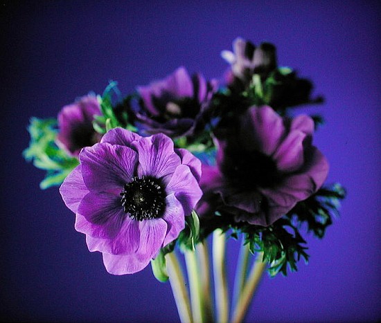 Anemonies, 1998 (colour photo)  from Norman  Hollands