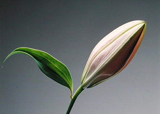 Lily bud & leaf, 1999 (colour litho)  from Norman  Hollands