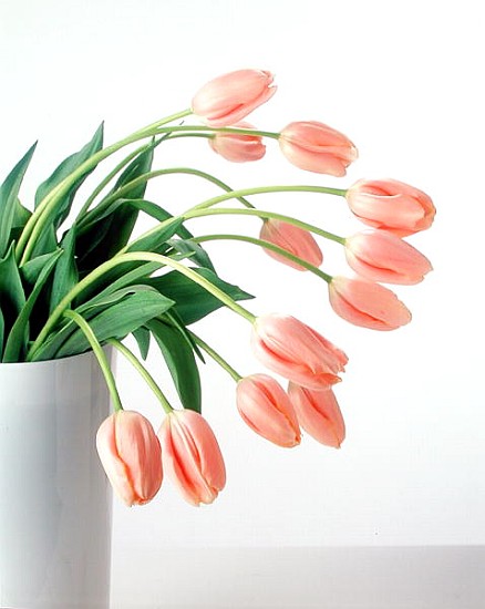 Pink Tulips, 1999 (colour photo)  from Norman  Hollands