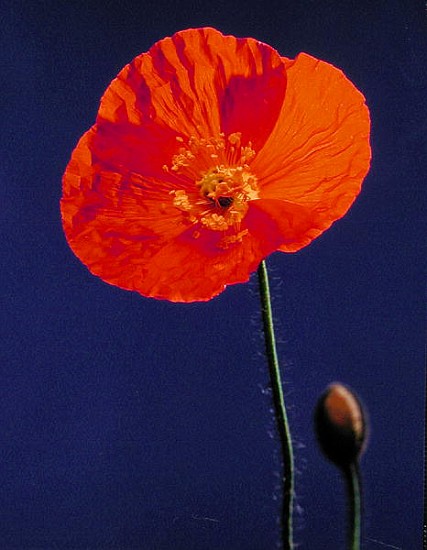 Poppy, 1996 (colour photo)  from Norman  Hollands